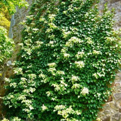 Greenbow Hydrangea Heaven