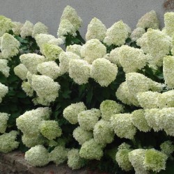 A Wall Of Limelight Hydrangeas Planted Together With Firelight